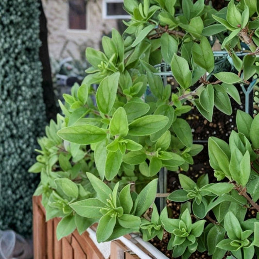 Italian Oregano – Origanum vulgare Live Herb Plant | Culinary Herb | Fresh Oregano | Kitchen Garden | Herb Garden Starter | Container Friendly