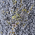 Concord Grape Vine – Live Rooted Purple Blue Grape Plant | Juice & Jelly Grape | Zones 5–9