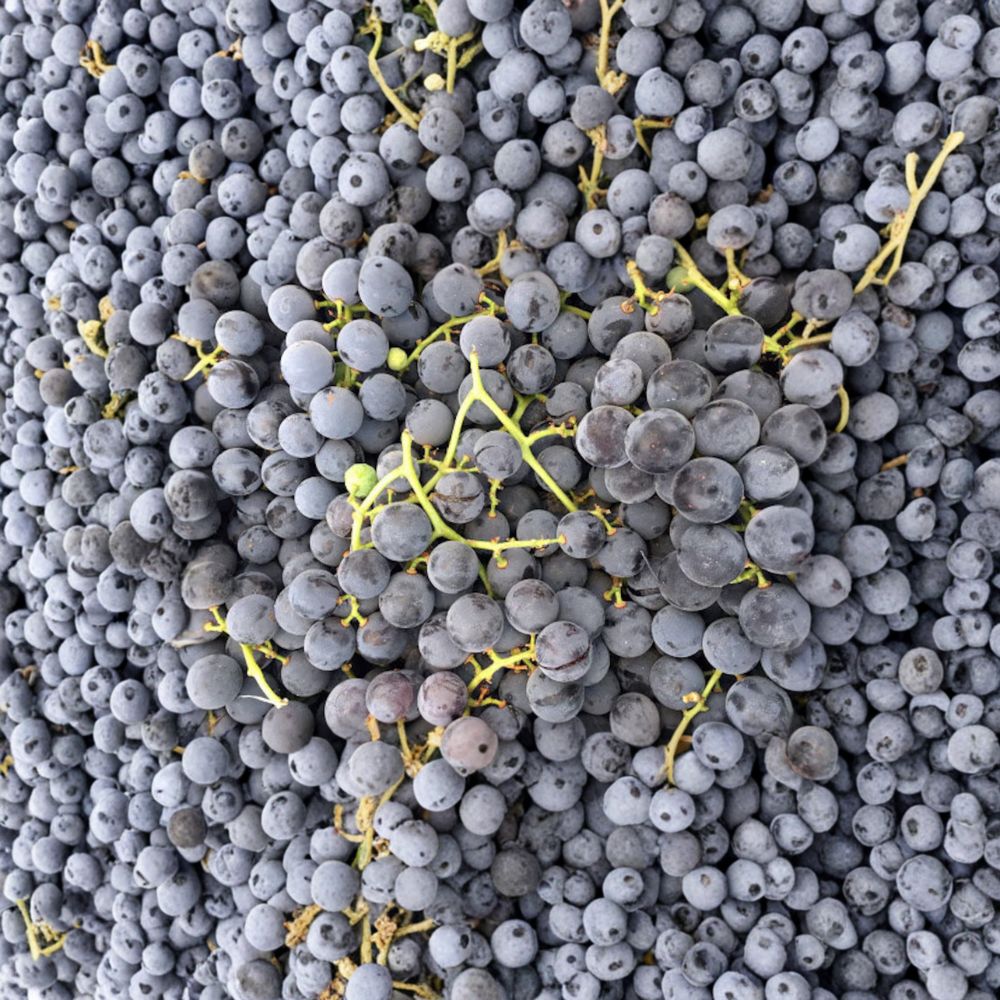 Concord Grape Vine – Live Rooted Purple Blue Grape Plant | Juice & Jelly Grape | Zones 5–9