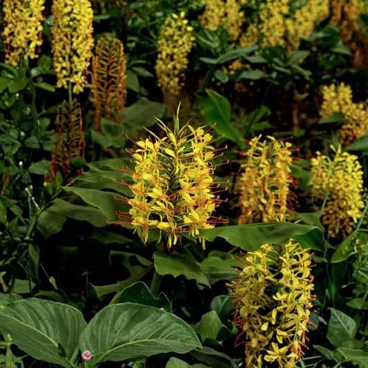 Hawaiian Kahili Yellow Ginger Root – Hedychium gardnerianum Live Rhizome | Fragrant Tropical Flower | Easy to Grow | Indoor & Outdoor Plant