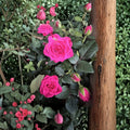 Dark Pink Miniature Live Plant – Starter Plant 4–8 Inches Tall | Compact Flowering Plant | Indoor Outdoor Garden