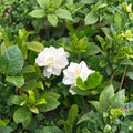 White Gardenia Jasminoides – Gardenia Live Plant | Includes Nursery Pot Fragrant Cape Jasmine Shrub | Glossy Evergreen Blooms | 栀子花 クチナシ