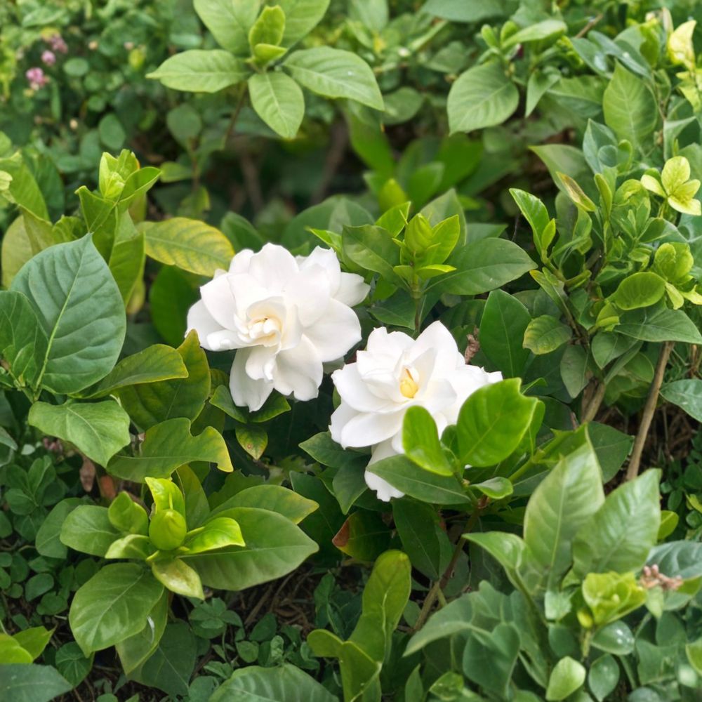 White Gardenia Jasminoides – Gardenia Live Plant | Includes Nursery Pot Fragrant Cape Jasmine Shrub | Glossy Evergreen Blooms | 栀子花 クチナシ