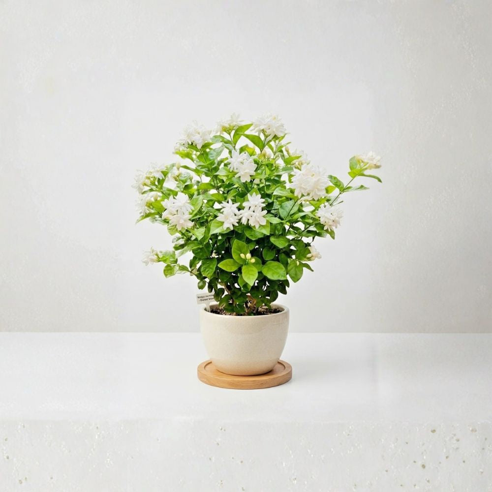 Arabian Jasmine 'Belle of India' – Jasminum sambac Live Plant | Healthy Starter | Includes Nursery Pot | Fragrant Evergreen Flowering Plant | Easy to Grow