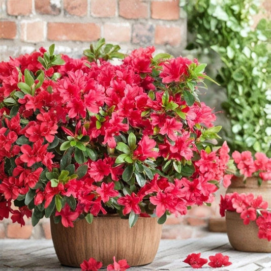 Red Azalea ‘Alaska’ Live Plant – Azalea indica | 10 Inch Tall | 3 Inch Pot | Red Flowering Shrub | Reblooming Garden Plant | Zones 6–9