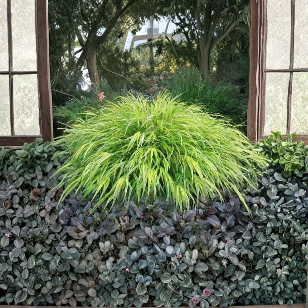 Aureola Japanese Forest Grass – Hakonechloa macra 'Aureola' Live Starter Plant | Golden Variegated Ornamental Grass | Shade Loving | Easy to Grow