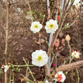 Yudie Ume Tree – Prunus mume Live Flowering Apricot | Includes Nursery Pot White Double Petal Blossoms | Jade Butterfly Ume Bonsai Favorite | 玉蝶梅 ぎょくちょうばい