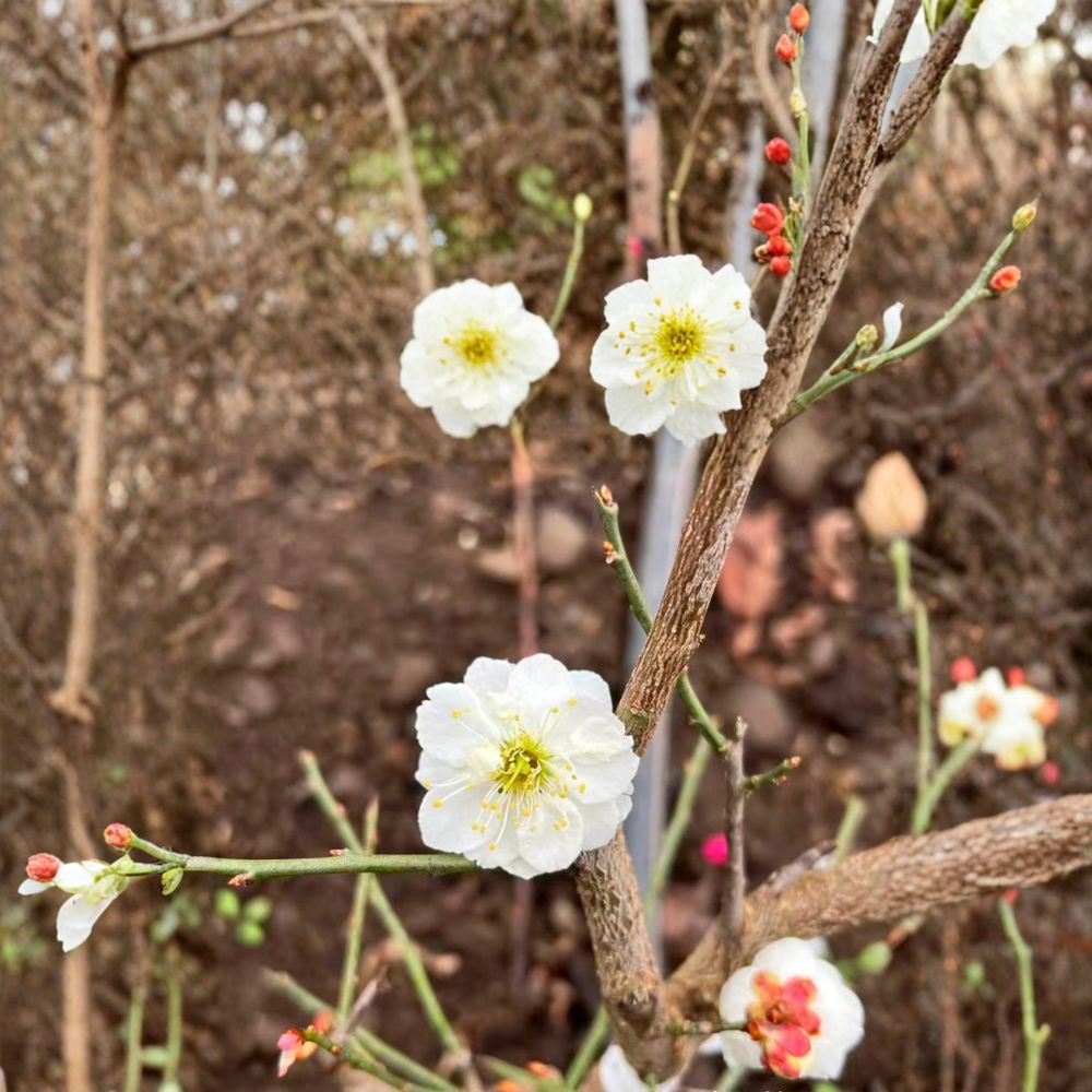 Yudie Ume Tree – Prunus mume Live Flowering Apricot | Includes Nursery Pot White Double Petal Blossoms | Jade Butterfly Ume Bonsai Favorite | 玉蝶梅 ぎょくちょうばい