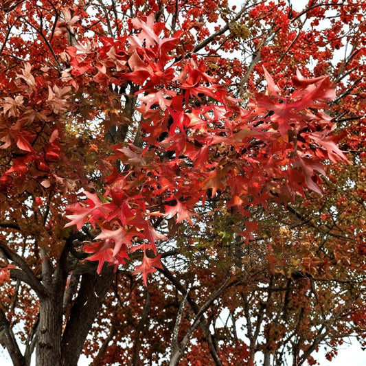 Pin Oak Tree – Quercus palustris Live Starter Tree | 12–24 Inches Tall | Bare Root Native Shade Tree | Fast Growing Landscape Oak