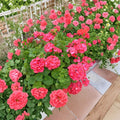 Red Orange Geranium Cuttings – Pelargonium Live Plant | 5 Fresh 6 Inch Cuttings | Fragrant Patio Flowers | Easy to Root | Hardy Blooming Plant