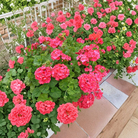 Red Orange Geranium Cuttings – Pelargonium Live Plant | 5 Fresh 6 Inch Cuttings | Fragrant Patio Flowers | Easy to Root | Hardy Blooming Plant