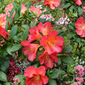 Rhododendron ‘Golden Gate’ Live Evergreen Shrub | Orange & Red Blooming Rhododendron | Compact Hardy Landscape Plant | Field Grown 12–15 Inches Wide