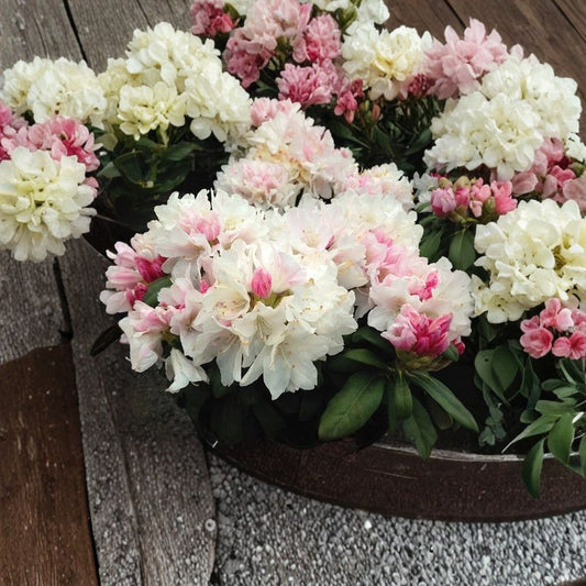 Yaku Princess Rhododendron Live Starter Plant | Bare Root Starter | Evergreen Flowering Shrub | Pink & White Blooms | Shade Garden Friendly | Easy to Grow