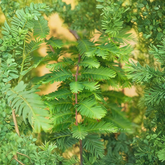 Dawn Redwood ‘Miss Grace’ – Weeping Dwarf Metasequoia | Rare Deciduous Conifer | #1 Container Size | Collector Tree for Zones 5–9
