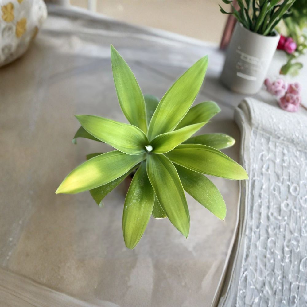 Agave Kara's Stripe – Agave Live Plant | 12 Inches Wide | Bare Root | Variegated Succulent | Drought Tolerant | Easy to Grow