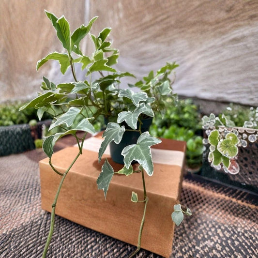 Ivy Glacier Live Plant – 6 Inch | Variegated English Ivy | Indoor Houseplant | Trailing Foliage Plant | Easy Care Home Décor