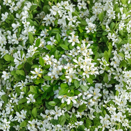 Orange Jasmine Tree – Murraya paniculata Live Plant | 2–3 Ft Air Layered Tree | Fragrant White Blooms | Tropical Garden Plant