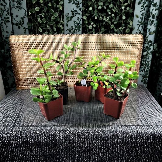 Money Tree Live Plants – 5 Pack | Beginner-Friendly Plants | Bare Root | 3–5 Inch Starters | Drought Tolerant | Indoor & Outdoor Décor