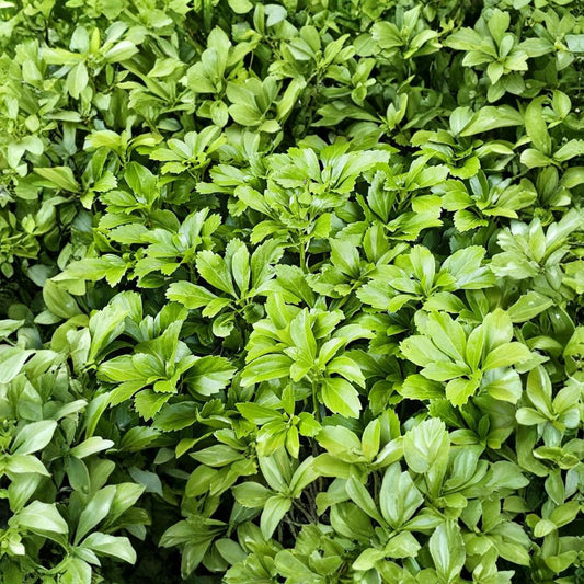 Japanese Pachysandra – Pachysandra terminalis 100 Live Rooted Plants | Evergreen Ground Cover | Shade Loving | Low Maintenance