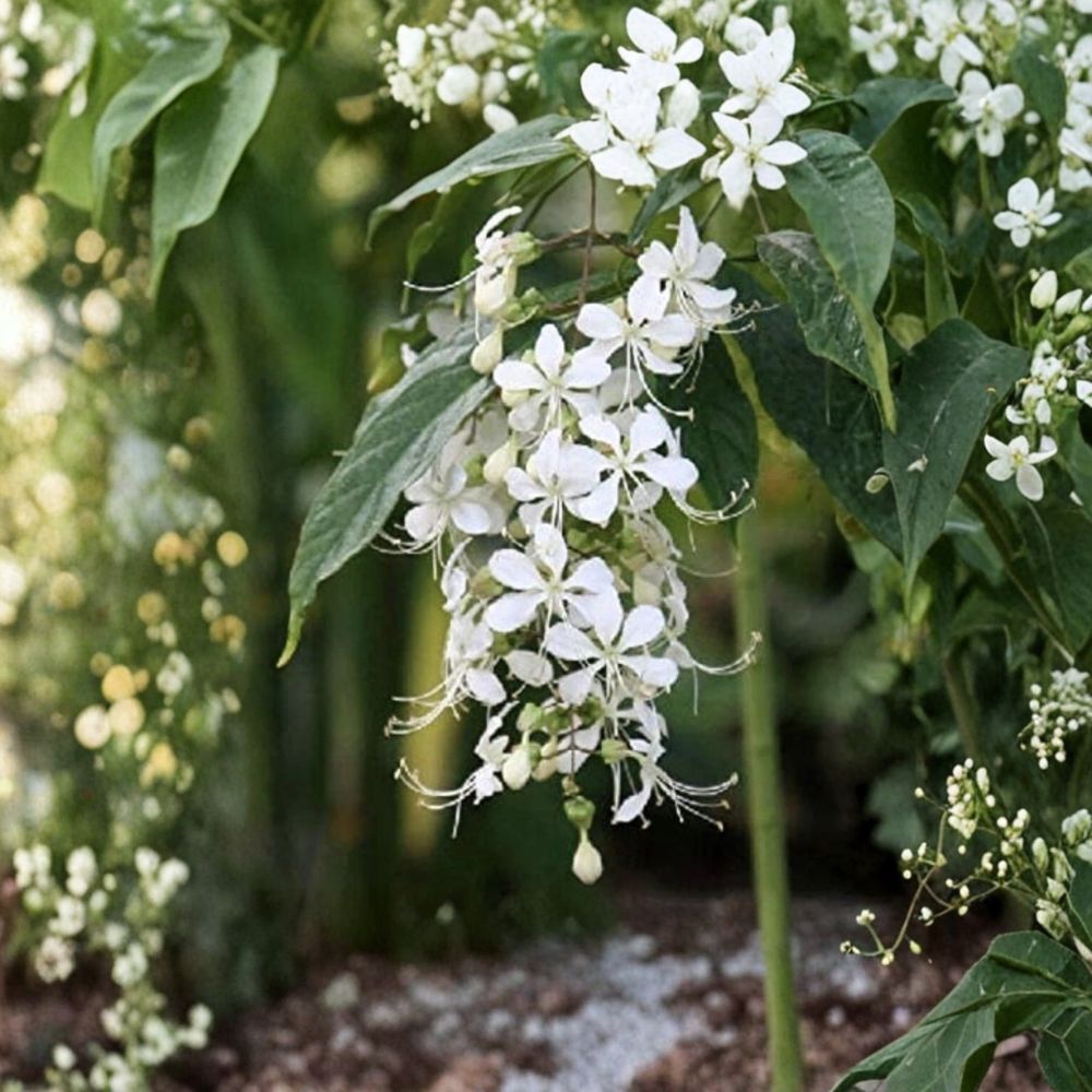Clerodendrum Wallichii 'Bridal Veil' Live Starter Plant | Rare White Flowering Shrub | Rooted Plant in Pot | Hummingbird Friendly
