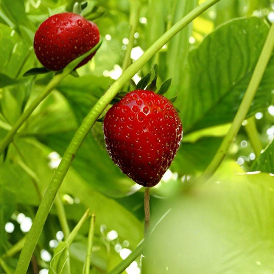 Sweet Everbearing Strawberry – Fragaria × ananassa Live Starter Plant | Organic Grown | Sweet Fruit | Full Sun | Garden & Container Friendly | USDA Zones 4–10