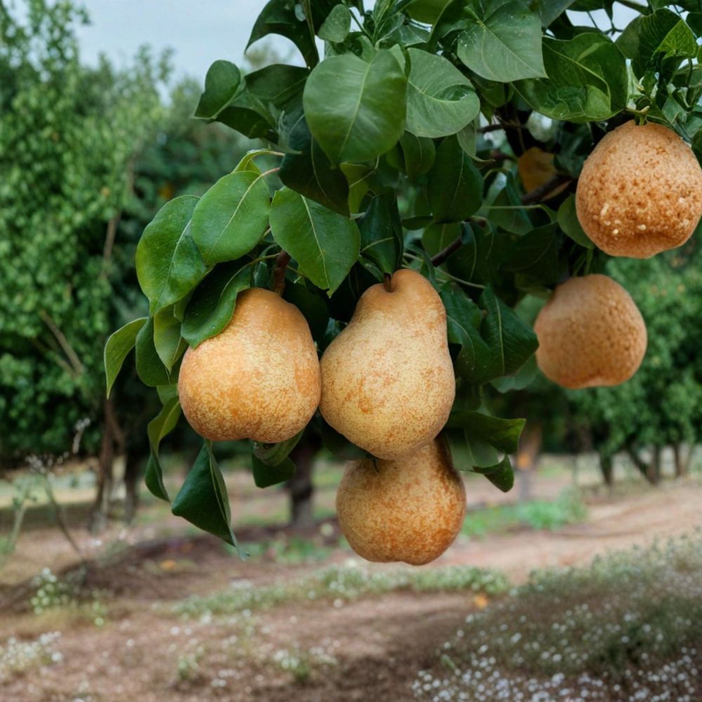 Blake's Pride European Pear Tree – Pyrus communis Live Bare Root Tree | Fire Blight Resistant Pear Variety | Sweet Golden Pear Fruit | Backyard Orchard Favorite