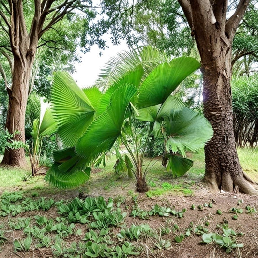 Licuala Peltata Fan Palm – Live Tropical Palm Plant | 3 Gallon Grower’s Pot | Large Round Fan Leaves | Indoor & Outdoor Tropical Plant | Easy Care