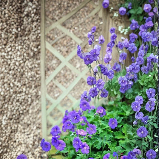 Johnson’s Blue Geranium Seeds – Hardy Cranesbill Perennial | 25+ Seeds Included | Blue Purple Garden Blooms | Pollinator Friendly | Easy to Grow