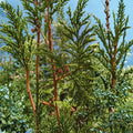 Thuja plicata – Western Red Cedar Live Evergreen Tree | #1 Container Size | Giant Arborvitae Privacy Hedge | Fast Growing Conifer