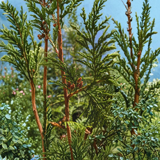 Thuja plicata – Western Red Cedar Live Evergreen Tree | #1 Container Size | Giant Arborvitae Privacy Hedge | Fast Growing Conifer