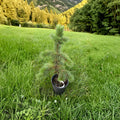 Bristlecone Pine – Live Evergreen Conifer | 12 Inch Tall Plant | 1 Gallon Pot | Pinus aristata Hardy Specimen Tree