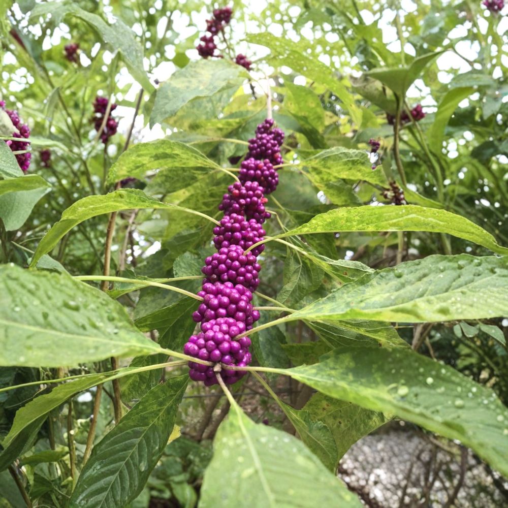 Beautyberry Bush – Callicarpa americana Live Plant Cuttings | 7 Unrooted 6–8 Inch Cuttings | Native Berry Shrub | Easy to Propagate
