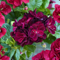 Dark Burgundy Ivy Geranium Seeds – Precision Series | 25+ Seeds Included | Trailing Pelargonium | Hanging Basket Flowers | Easy to Grow