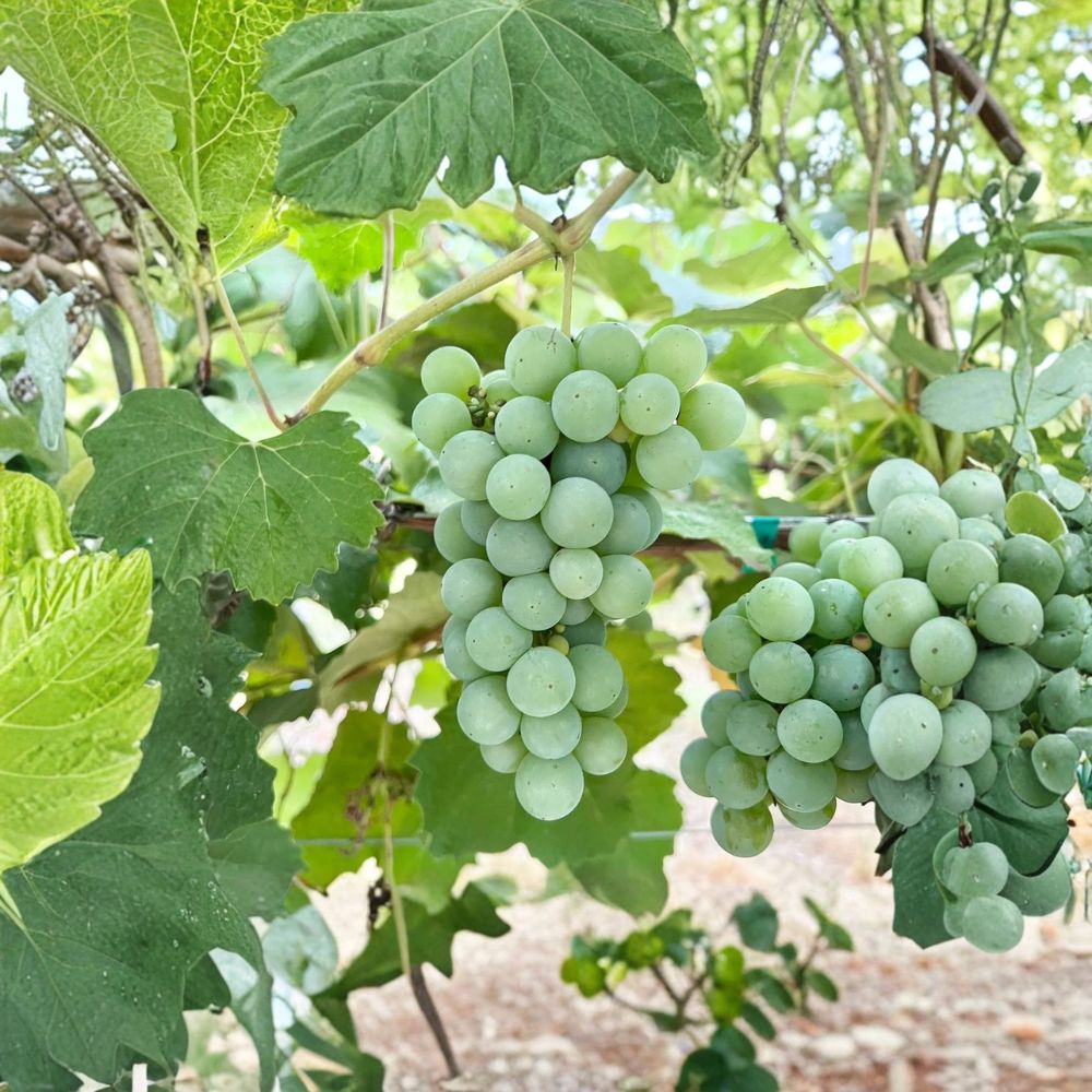 5 Niagara Grape Cuttings – Vitis labrusca Live Propagation Cuttings | Sweet White Table & Juice Grape | 水晶葡萄插条 | US Seller