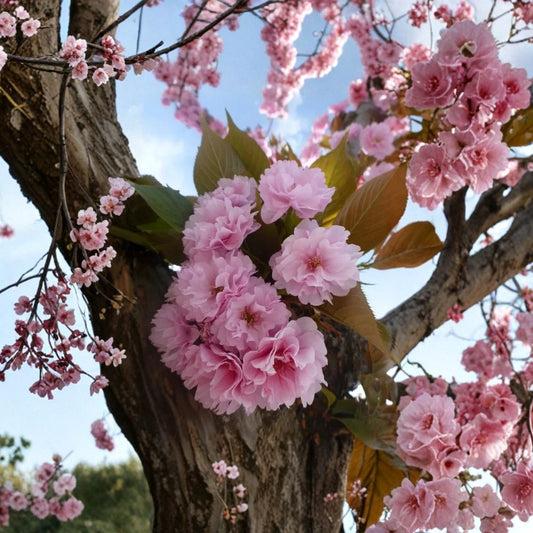 Kwanzan Cherry – Prunus serrulata 'Kwanzan' Live Tree | 6–12 Inch Starter | 2.5 Inch Pot | Double Pink Flowering Ornamental