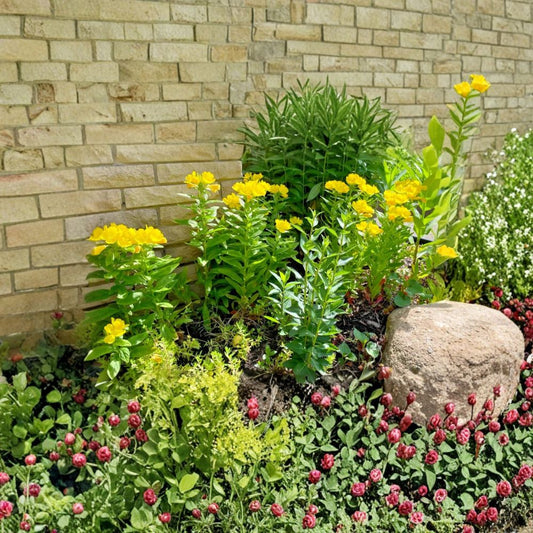 8 Evening Primrose Plants – Oenothera Live Bare Root | Sun Drop Yellow Perennial | Native Wildflower | Easy to Grow | Pollinator Friendly