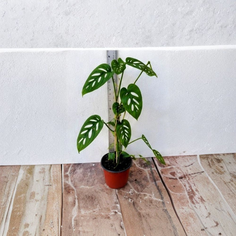 Swiss Cheese Plant – Monstera adansonii Live Plant | 12 Inches Tall | 4 Inch Pot | Tropical Indoor Houseplant | Easy to Grow