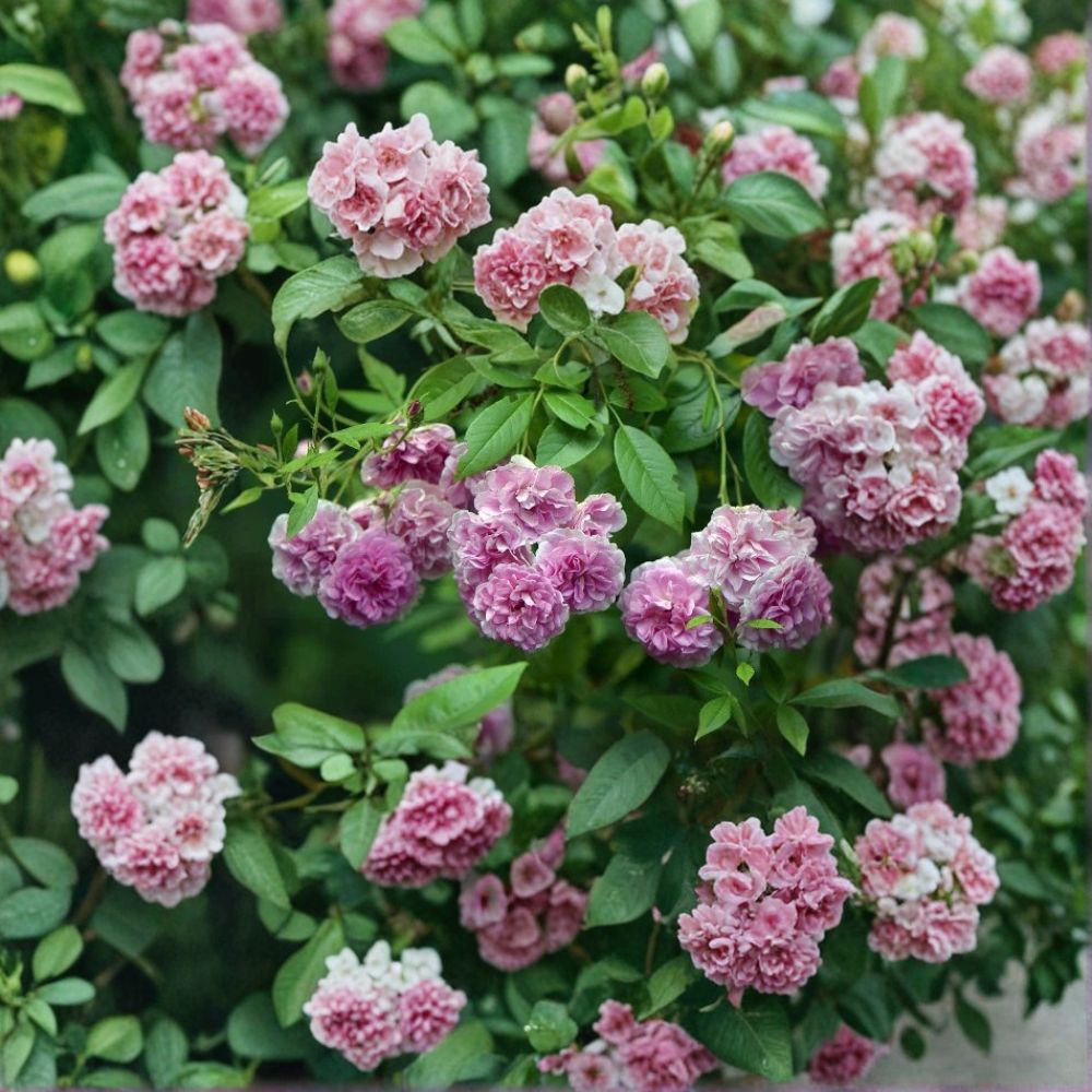 Seven Sisters Climbing Rose – Rosa Live Rooted Plant | 3–6 Inches Tall | Bare Root | Heirloom Pink Rambler Rose | Easy to Grow