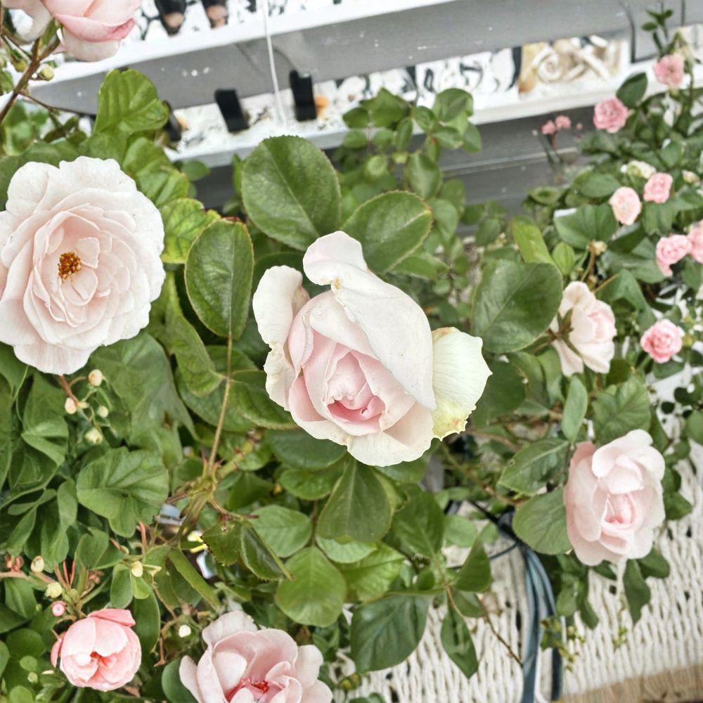 Earth Angel Rose Live Stem Cuttings | 6 Fresh Unrooted Rose Cuttings | Fragrant Pink & Cream Garden Rose | Easy to Propagate