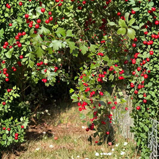 Wild Hawthorn Tree – Crataegus Live Plant | Includes Nursery Pot Chinese Hawthorn Rootstock | Hardy Wildlife Friendly Tree | 野山楂 山楂砧木