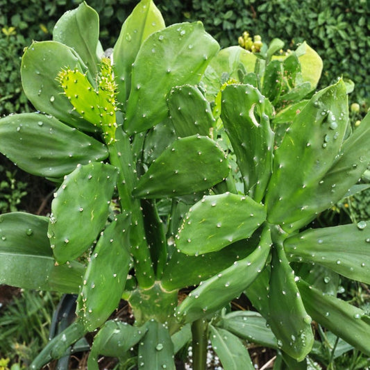 Prickly Pear Cactus – Opuntia ficus Fresh Pads | Set of 3 | Edible Cactus | Beautiful Blooming Succulent | Easy to Grow