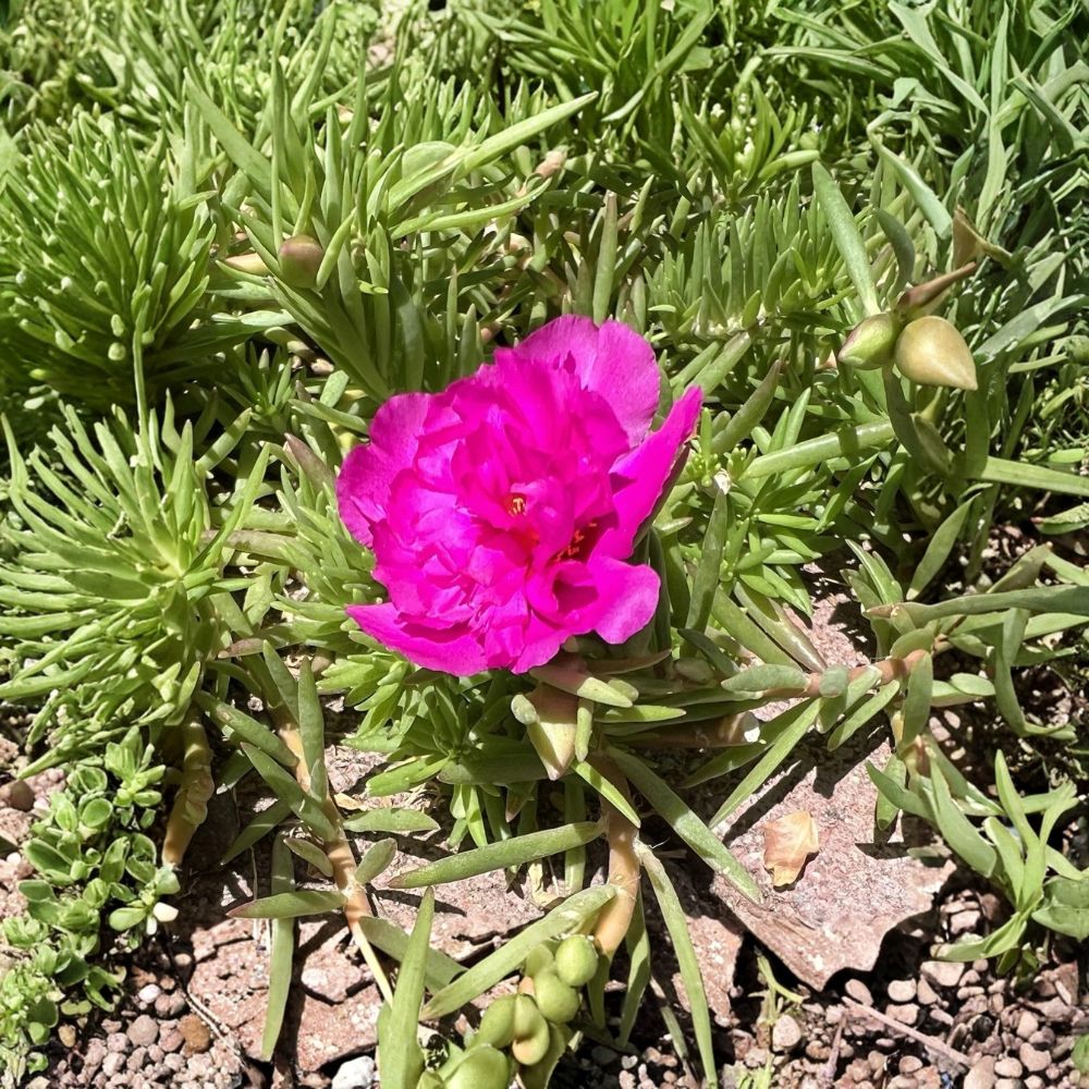 Magenta Double Moss Rose – Portulaca Fresh Cuttings | Set of 7 | Double Bloom Succulent | Easy to Grow