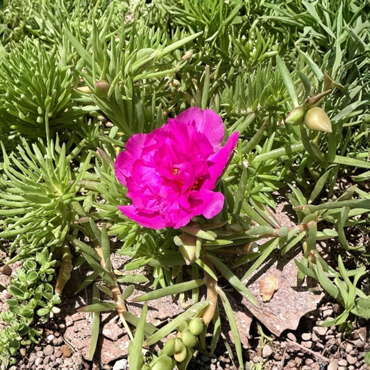 Magenta Double Moss Rose – Portulaca Fresh Cuttings | Set of 7 | Double Bloom Succulent | Easy to Grow