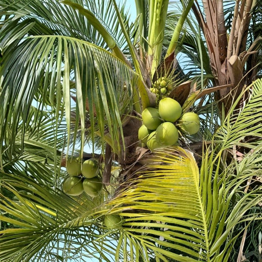 Coconut Palm Tree – Cocos nucifera Live Plant | 2–3 Feet Tall | Tropical Outdoor Palm | Well-Rooted Starter Plant | Patio & Garden Palm | Frost Sensitive