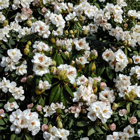 Rhododendron ‘Harvest Moon’ Live Evergreen Shrub | White Blooms with Red Blotch | Hardy Landscape Rhododendron | #2 Container Grown