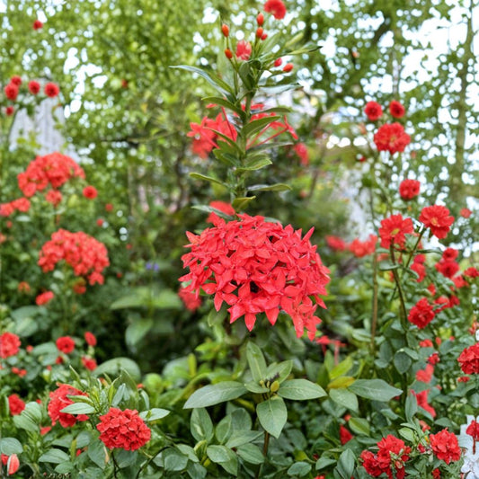 Red Ixora Seeds – Ixora coccinea | 5 Seeds Included | Jungle Geranium Tropical Shrub | Bright Red Flowers | Patio & Indoor Friendly