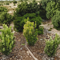 Cephalotaxus harringtonia ‘Korean Gold’ – Golden Plum Yew | Columnar Evergreen Shrub | Deer Resistant | 6" Container Plant