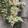 Esk Sunset Maple – Acer pseudoplatanus ‘Esk Sunset’ | Rare Variegated Sycamore Maple | #3 Container | 30–40 Inches Tall