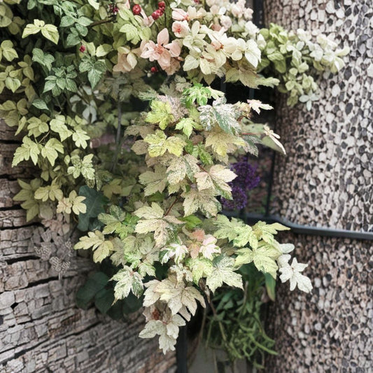 Esk Sunset Maple – Acer pseudoplatanus ‘Esk Sunset’ | Rare Variegated Sycamore Maple | #3 Container | 30–40 Inches Tall