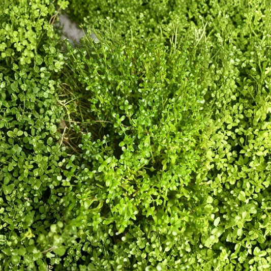 20+ Rooted Bacopa Monnieri Live Plants – Water Hyssop | Aquarium Plant | Aquascape | Planted Tank | Pond Plant | Submerged or Emersed
